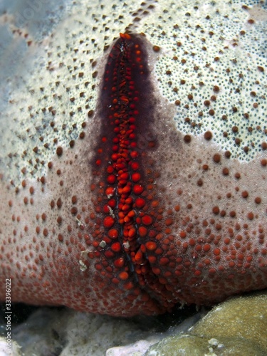 Cushion Seastar - Culcita Novaguineae photo