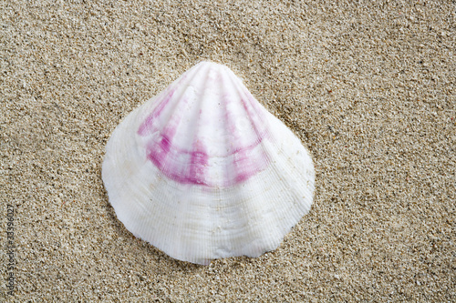 beach sand white pink shell macro summer closeup
