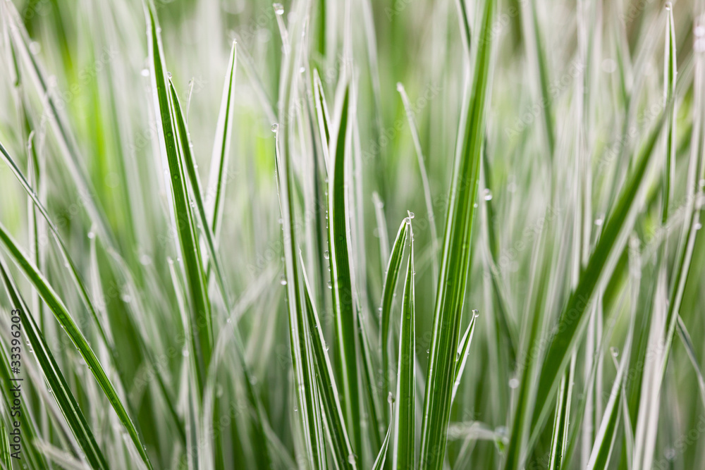 japan sedge japan sedge