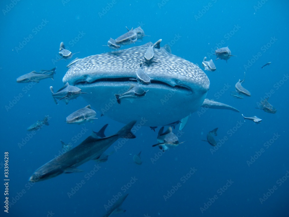 Naklejka premium Whale Shark - Rhincodon typus
