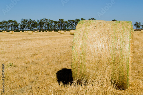 Campo di fieno , dettaglio balla di fieno