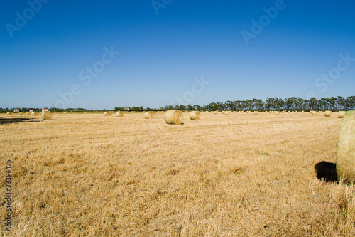 Campo di fieno