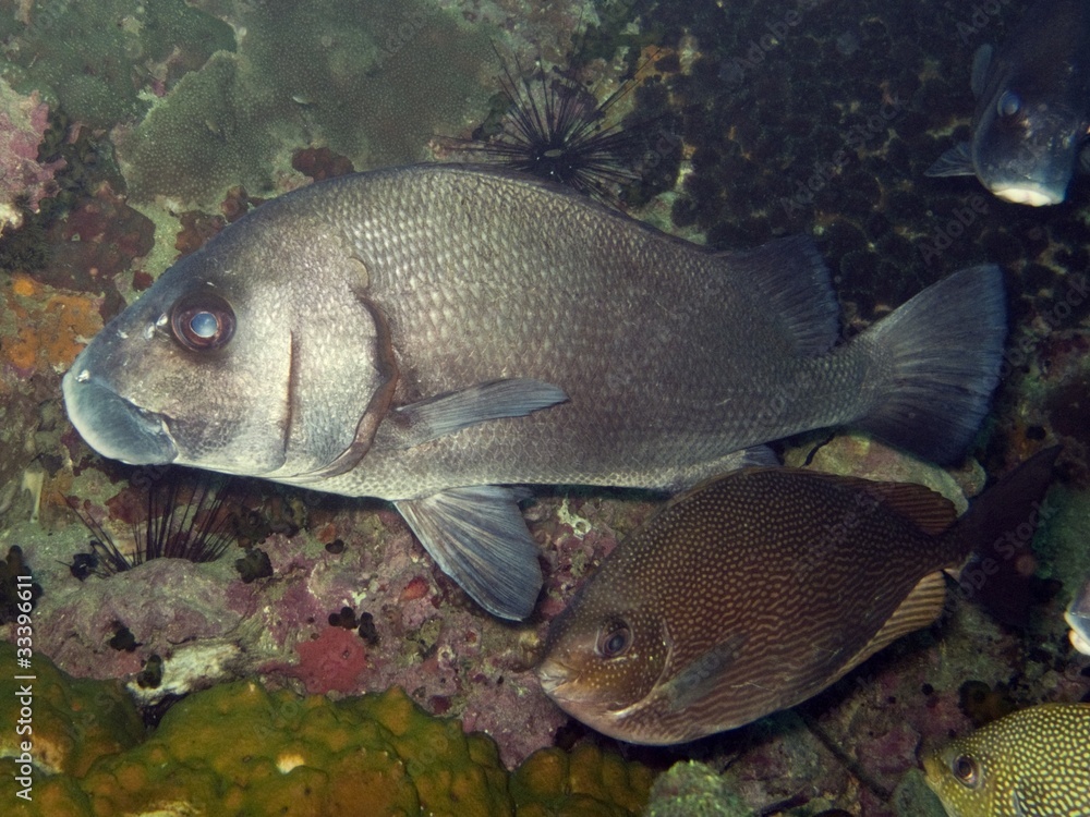 Brown Sweetlips - Plectorhinus gibbosus Brown Sweetlips - Plectorhinus gibbosus