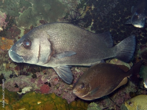 Brown Sweetlips - Plectorhinus gibbosus