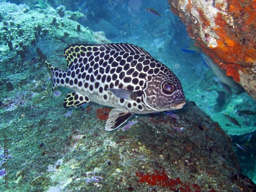 Dotted Sweetlips - plectorhinchus picus