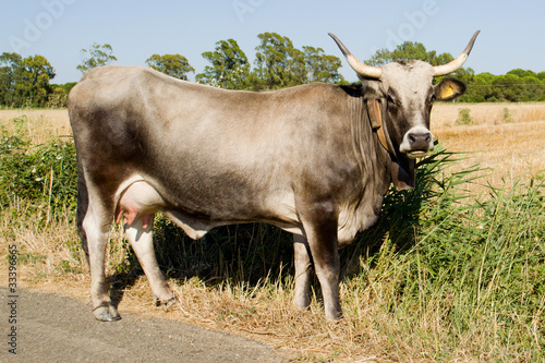 Mucca sulla strada