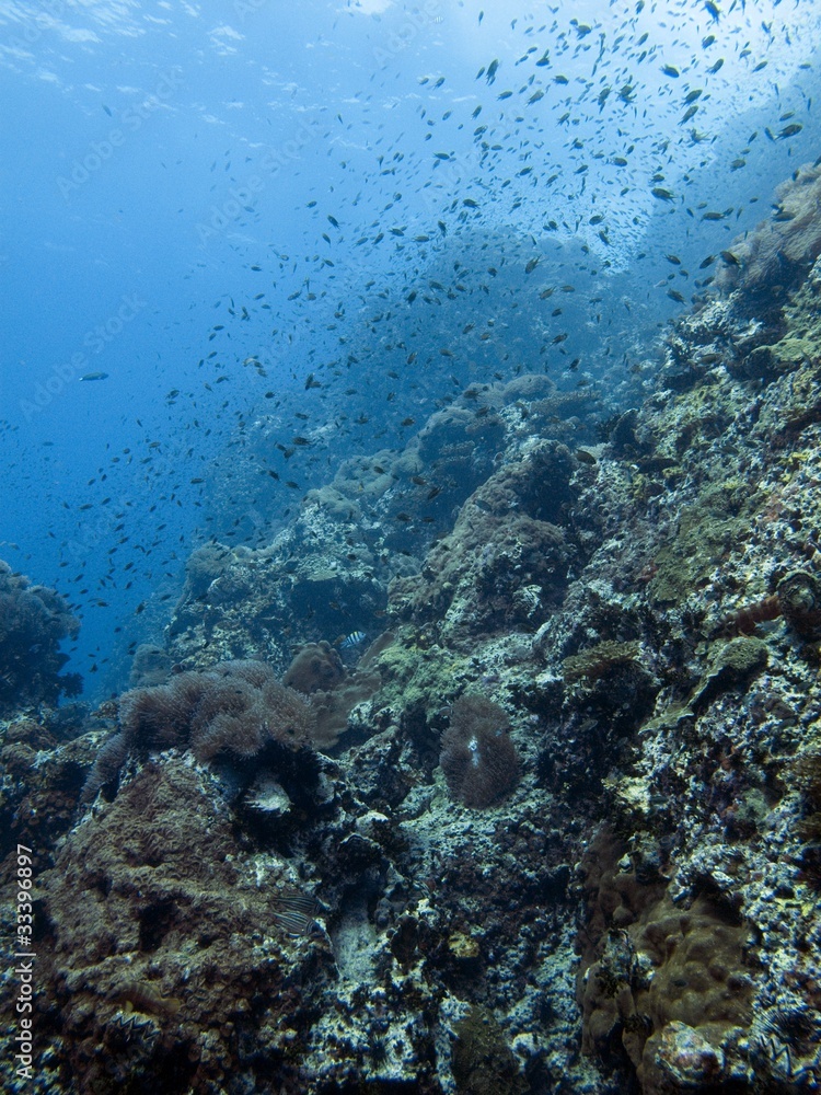 Fototapeta premium Coral Graden