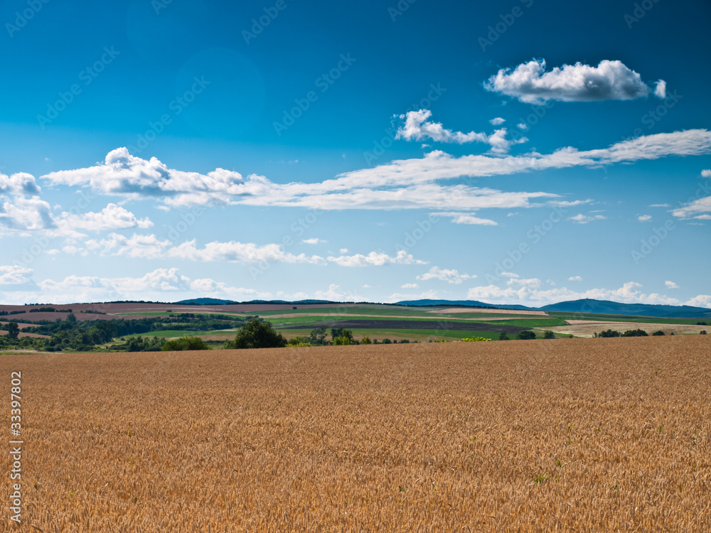 wheat land background