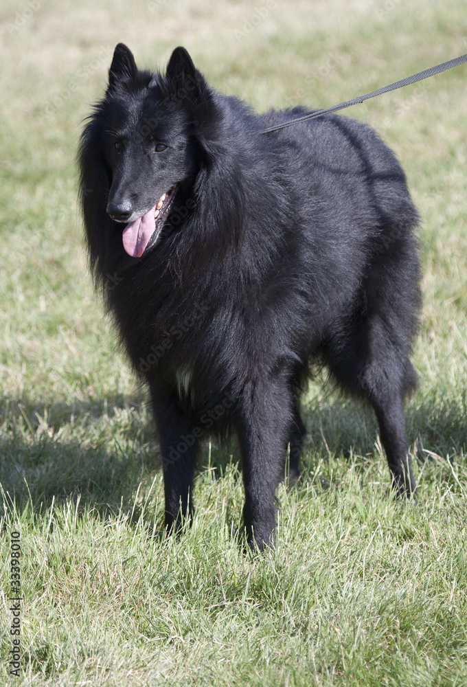 Magnifique Groenendael tenu en laisse. Magnifique Groenendael tenu en laisse.