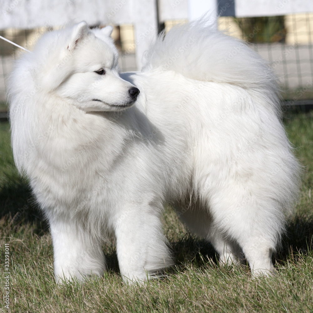 Gros chien aux magnifiques poils longs tenu en laisse. foto de Stock | Adobe Stock