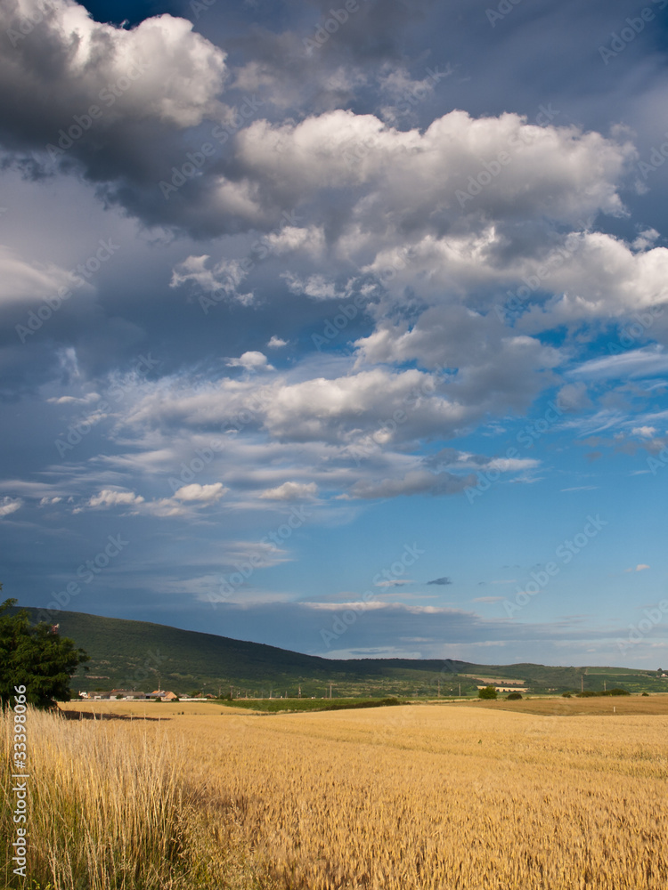 Fototapeta premium wheat land background