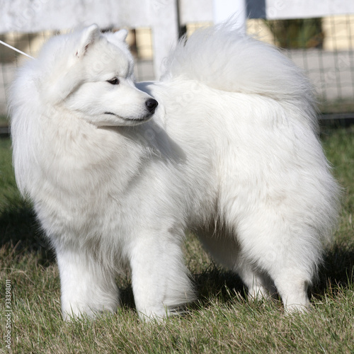 Gros chien blanc aux magnifiques poils longs tenu en laisse. foto de Stock  | Adobe Stock