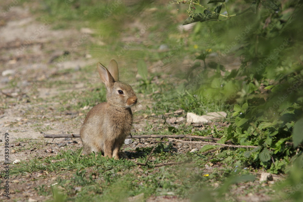Lapin de garenne (Oryctolagus cuniculus) Lapin de garenne (Oryctolagus cuniculus)