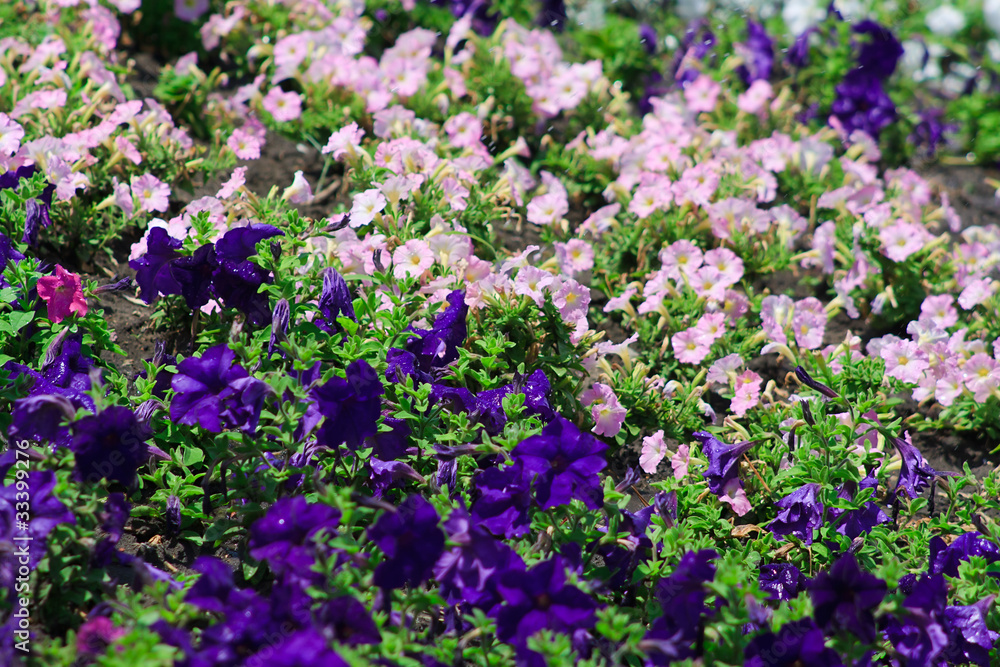 The summer garden bed with violet and pink flowers The summer garden bed with violet and pink flowers