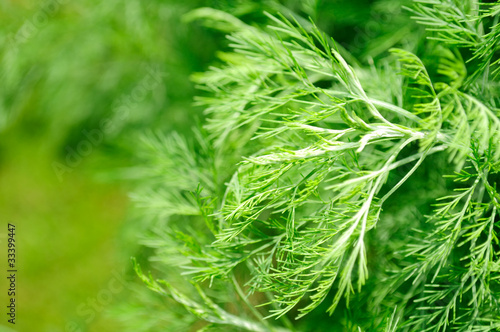 Southernwood (Artemisia Abrotanum) photo