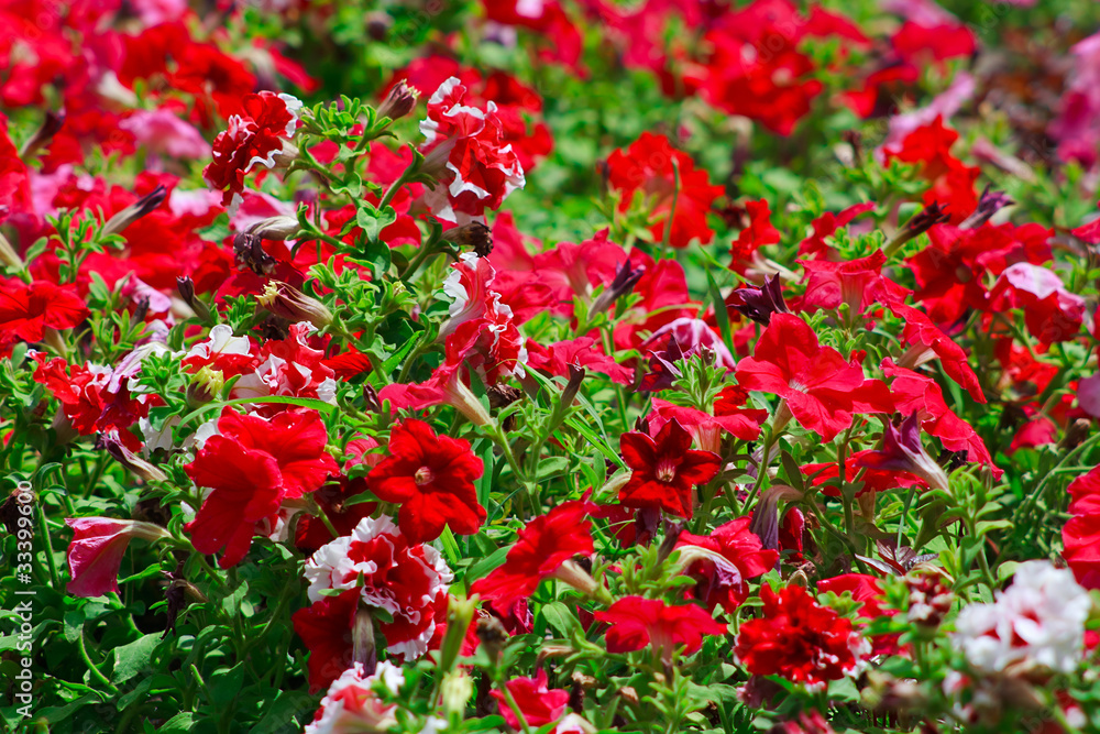 The summer garden bed with red and pink flowers