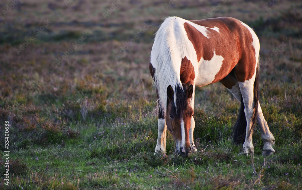 Close up of brown and white New Forest pony horse at sunrise in Close up of brown and white New Forest pony horse at sunrise in