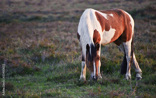 Close up of brown and white New Forest pony horse at sunrise in photo