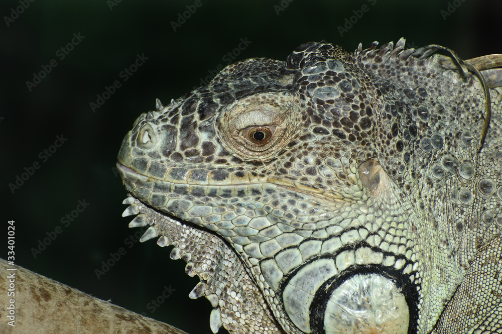 Close up portrait of iguana lizard with dark background Close up portrait of iguana lizard with dark background