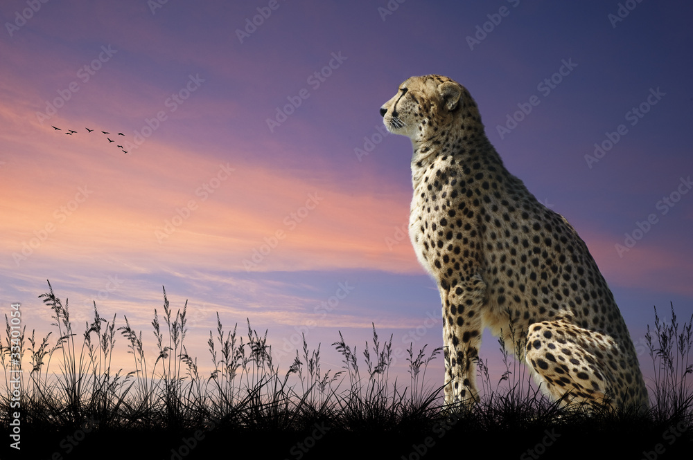 African safari concept image of cheetah looking out over savannn African safari concept image of cheetah looking out over savannn