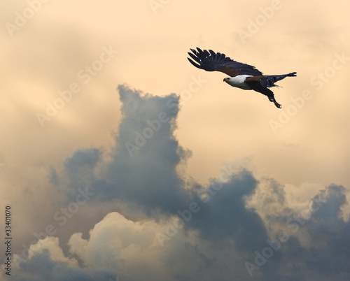 African fish eagle in flight against stunning sunset sky