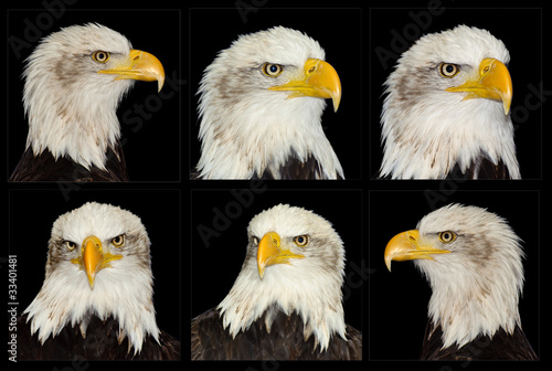 American bald eagle collection of portraits in six different pos