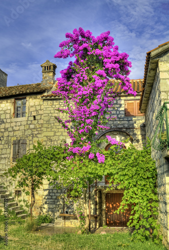 Old stonehouse and blooming tree.