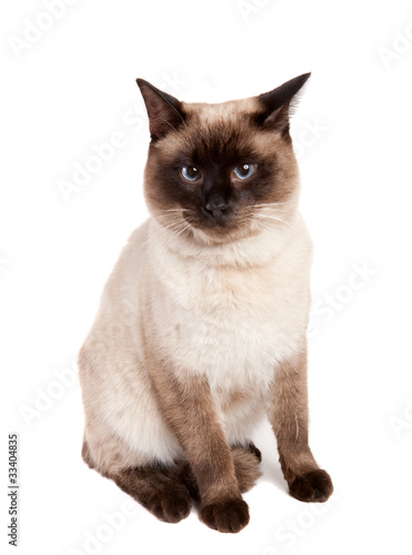cat sitting on white background © narcis1
