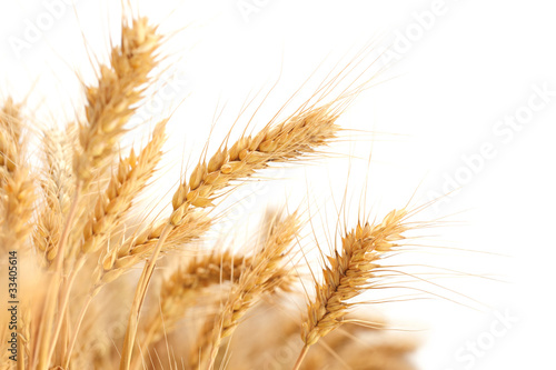 Photo Wheat