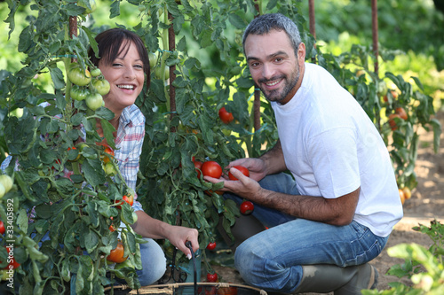 Obraz na plátně couple gardening