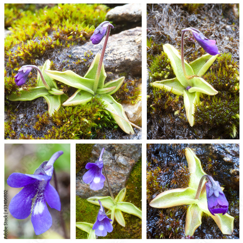 Fettkraut - Pinguicula Vulgaris
