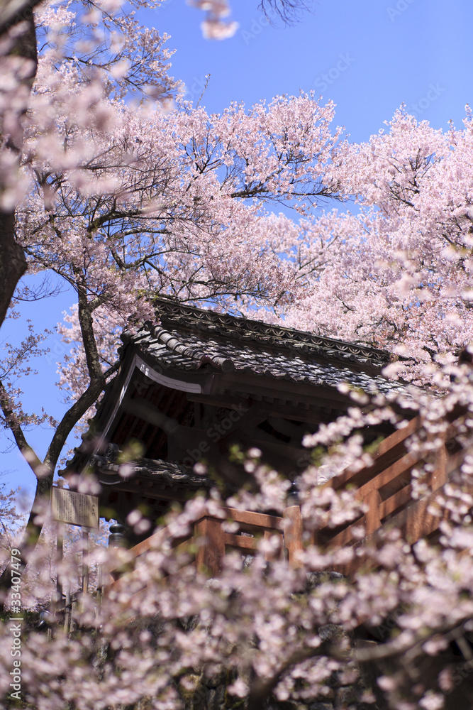 Cherry Blossoms at Takato Catle Cherry Blossoms at Takato Catle