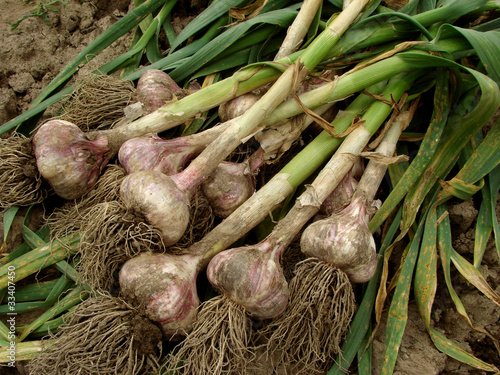 new harvest of garlic