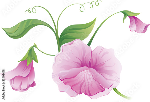 Sweet pea flower