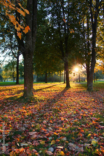 Leaves Scene Sky