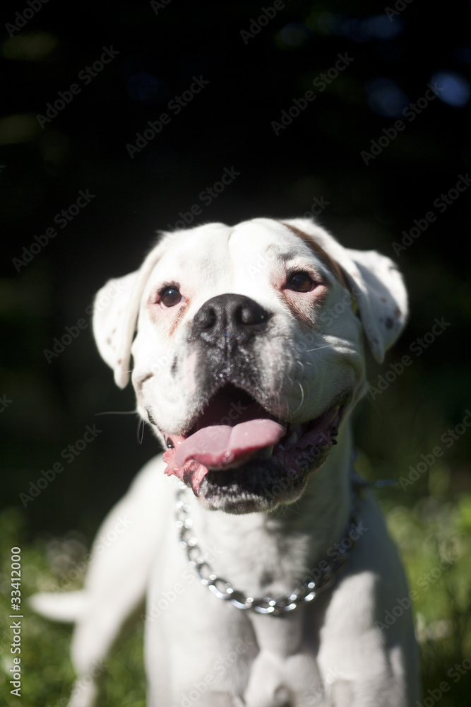 white boxer dog