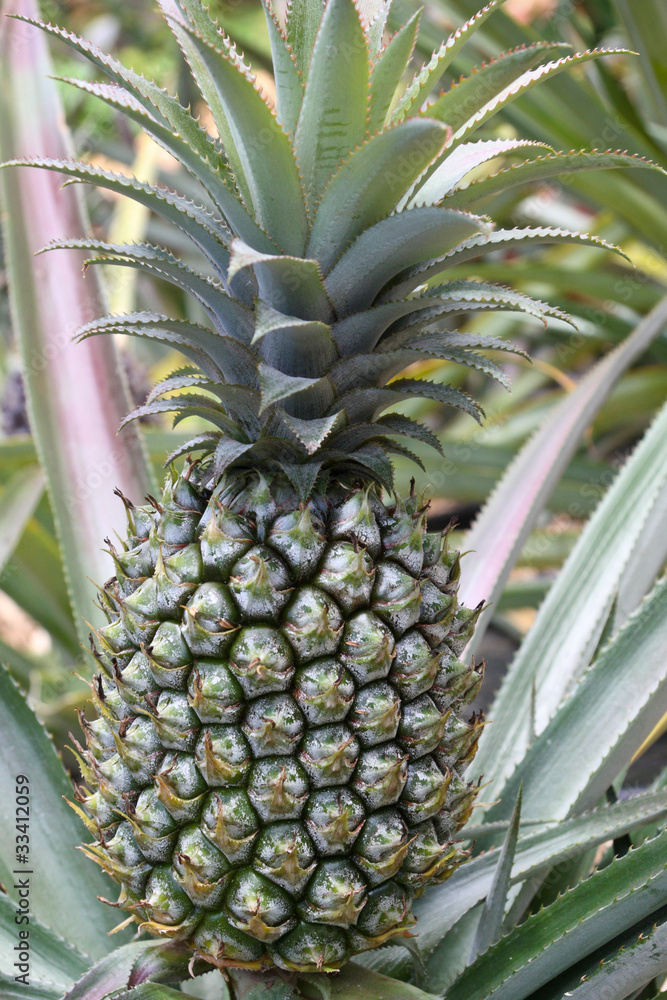 ananas ananas
