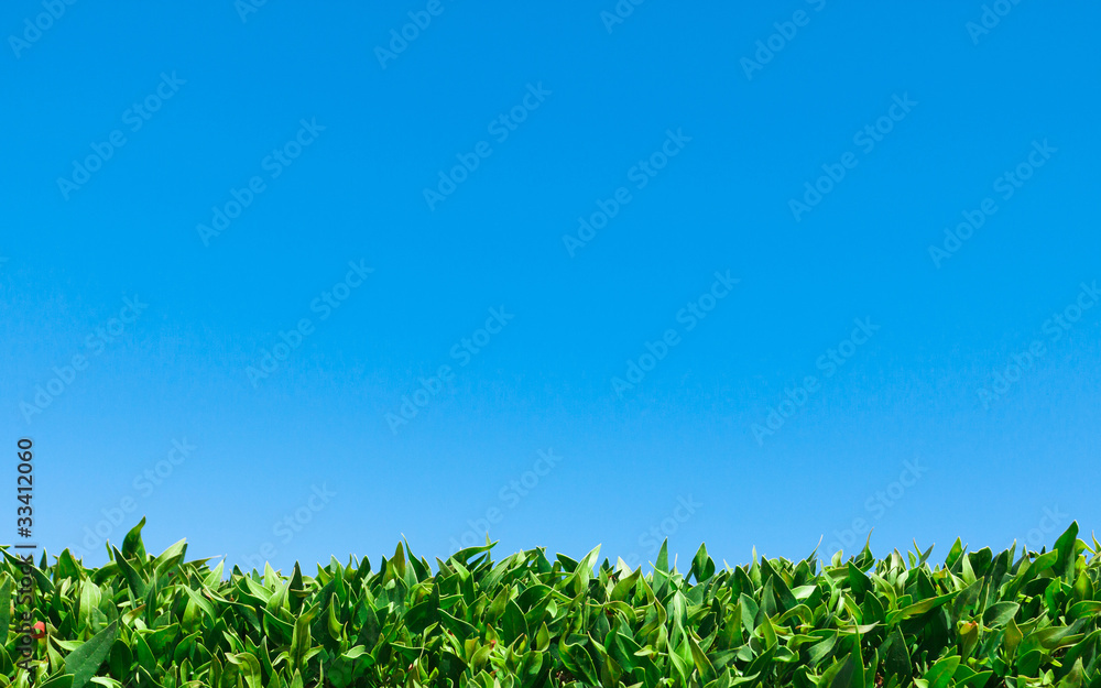 Reaching For Blue Sky Reaching For Blue Sky
