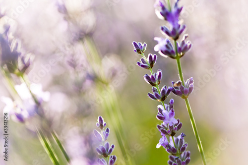 Lavande fleur - lavender flower