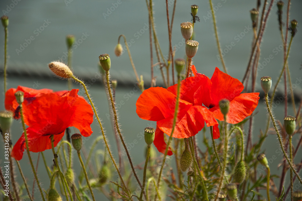 Naklejka premium coquelicots