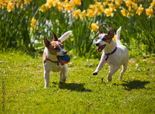 Jack Russell terriers playing fetch