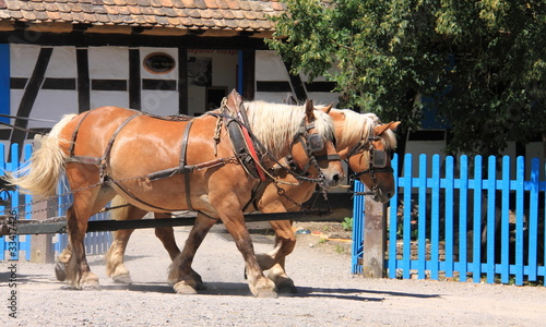 фотографія Chevaux de trait
