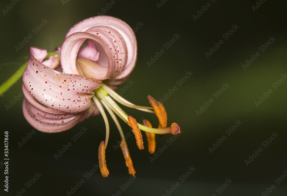 Lilium martagon
