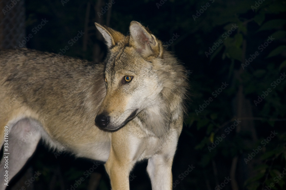 European grey wolf (Canis lupus) at night