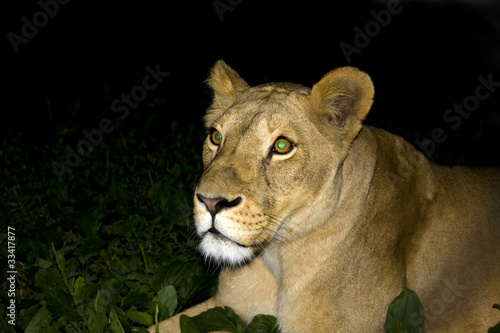 Lioness at night (Panthera leo)