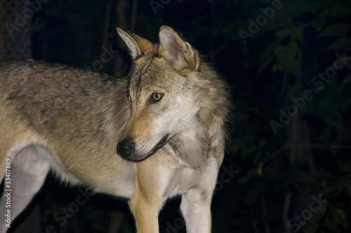 European grey wolf  Canis lupus  at night