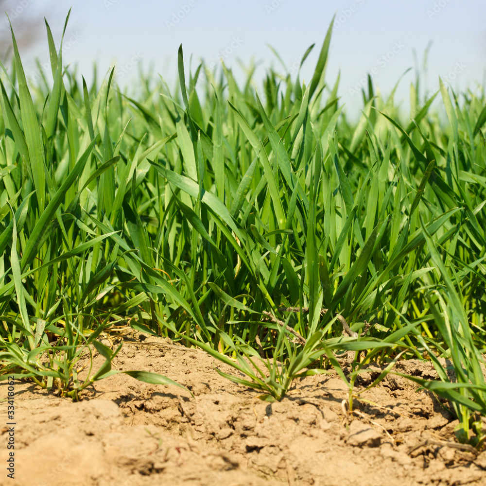 Obraz premium Wheat grass