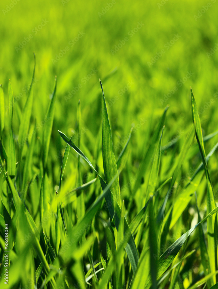 Green corn field closeup