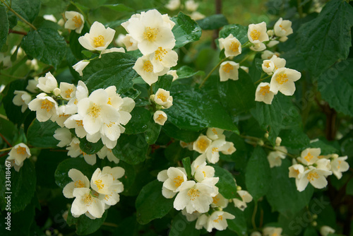 blossom bush of jasmine