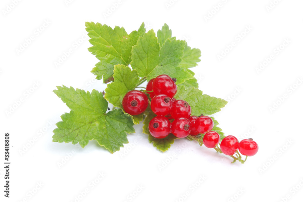 red currant isolated on white red currant isolated on white